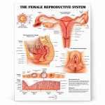 Reproductive Chart (Female)
